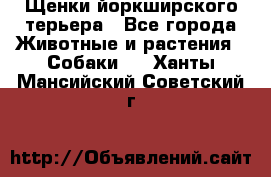 Щенки йоркширского терьера - Все города Животные и растения » Собаки   . Ханты-Мансийский,Советский г.
